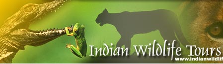Wildlife Photographic Tours India, Wildlife Photography tour packages India, Wildlife Photography adventure Tour india, Indian Wildlife Photography safari Tours India