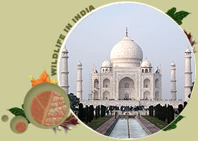 Taj Mahal Tiger Holiday