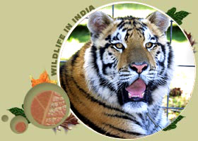tiger tour packages india