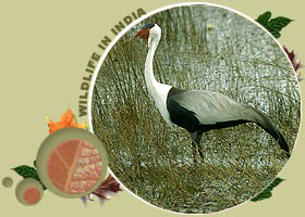 Kumarakom Bird Sanctuary,Kumarakom Bird Sanctuary Kerela,Kumarakom Bird Sanctuary Tour